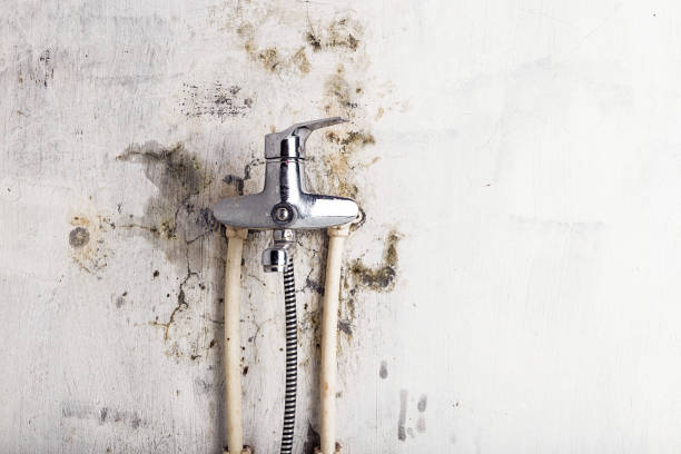 Best Mold Removal Process  in Sudan, TX
