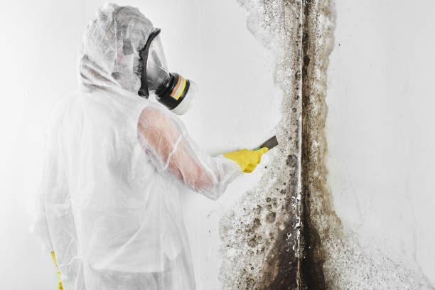 Trusted Sudan, TX Mold Removal Experts