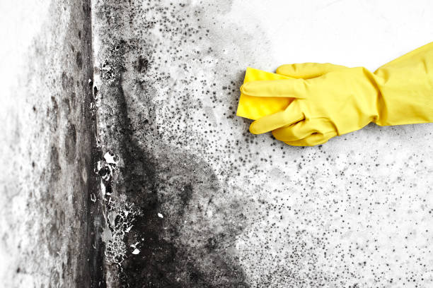 Best Black Mold Removal  in Sudan, TX