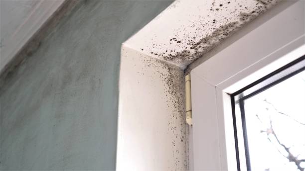 Best Residential Mold Removal  in Sudan, TX