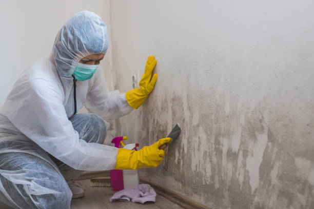 Best Crawl Space Mold Removal  in Sudan, TX