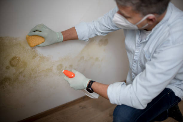 Best Home Mold Removal  in Sudan, TX