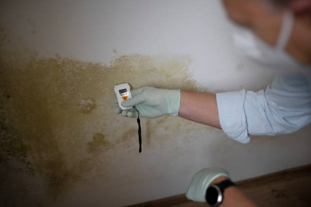 Best Home Mold Removal  in Sudan, TX