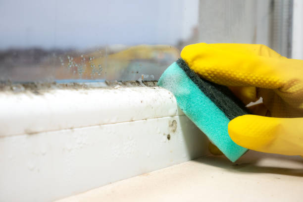 Best Home Mold Removal  in Sudan, TX
