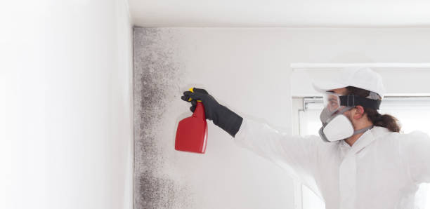 Best Fast Mold Removal  in Sudan, TX