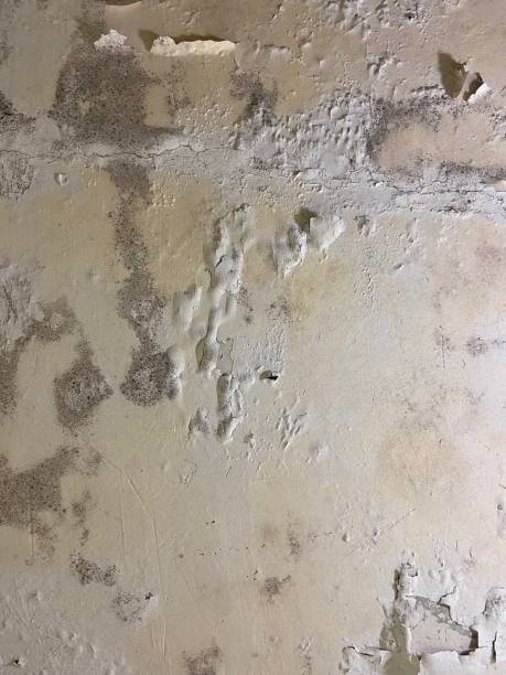 Best Emergency Mold Removal  in Sudan, TX