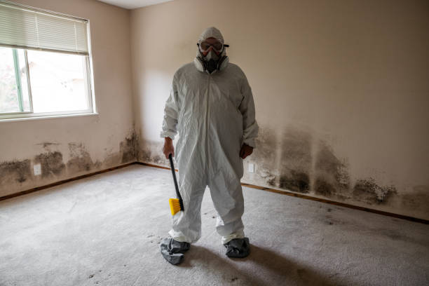 Office Mold Removal Services in Sudan, TX