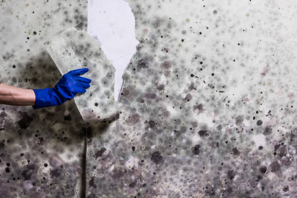 Best Commercial Mold Removal  in Sudan, TX