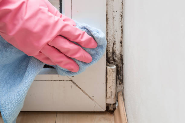 Best Professional Mold Removal  in Sudan, TX